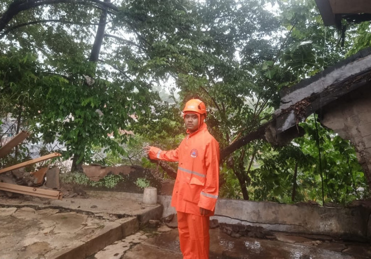 Catat Nomor Telepon Posko Pohon Tumbang, Laporkan jika Pohon Miring, Patah, hingga Ambruk