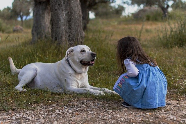 Jangan. biarkan anjing dan anak-anak tanpa pengawasan. (Foto pixabay/StephenCH)