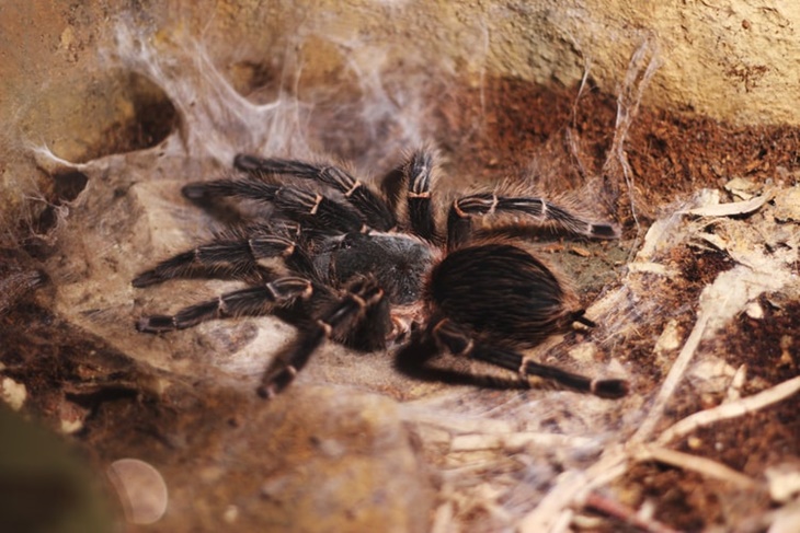tarantula