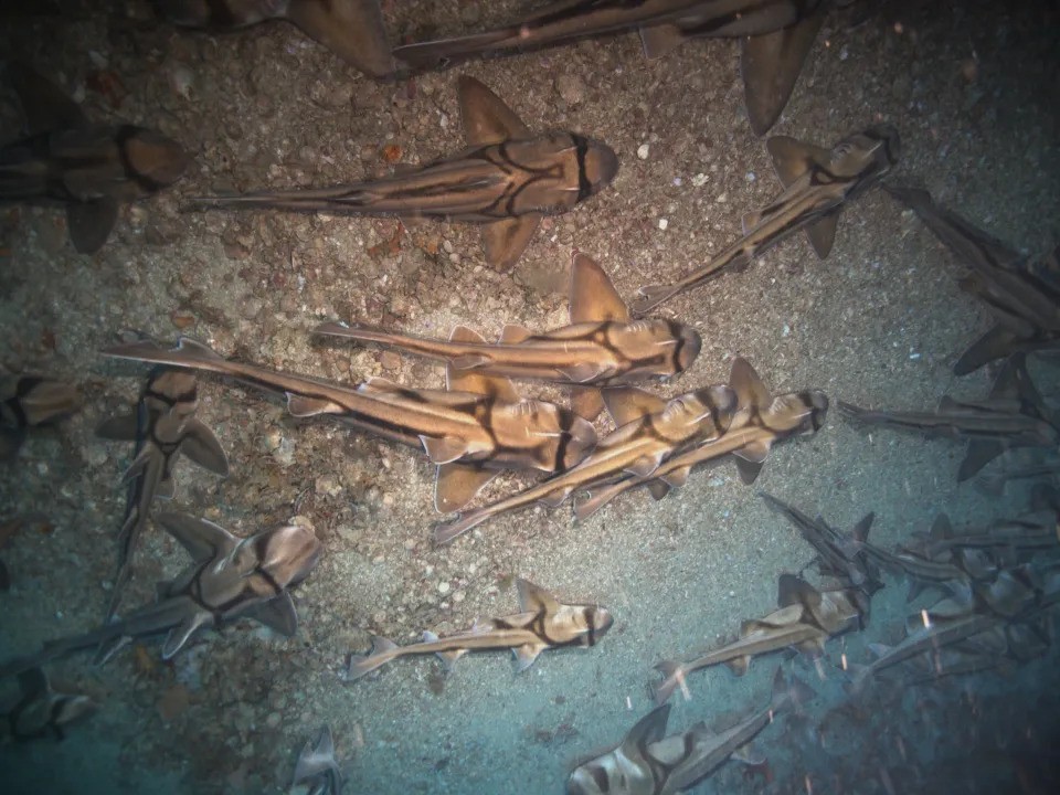 Ribuan Hiu Ditemukan Tidur di Dasar Laut Australia