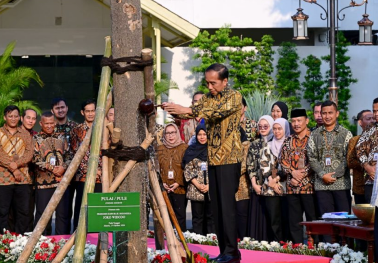 Mitos Seputar Pohon Pulai yang Ditanam di Istana Negara oleh Jokowi