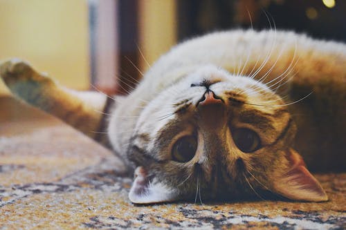 10 Alasan Mengapa Kucing Adalah Hewan Peliharaan Terbaik