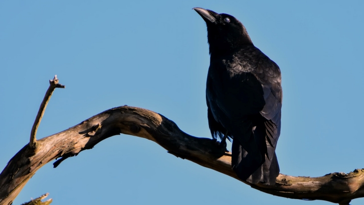 Ratusan Burung Jalak Mati Tergeletak di Jalanan Kota Roma, Ada Apa?