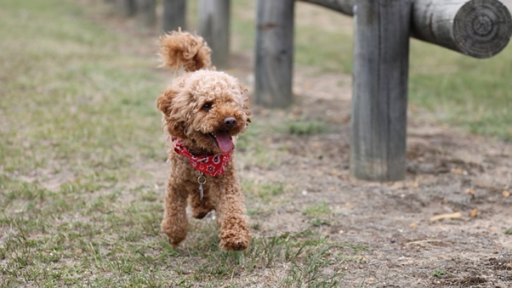 Hal yang Harus Diketahui Sebelum Memelihara Poodle