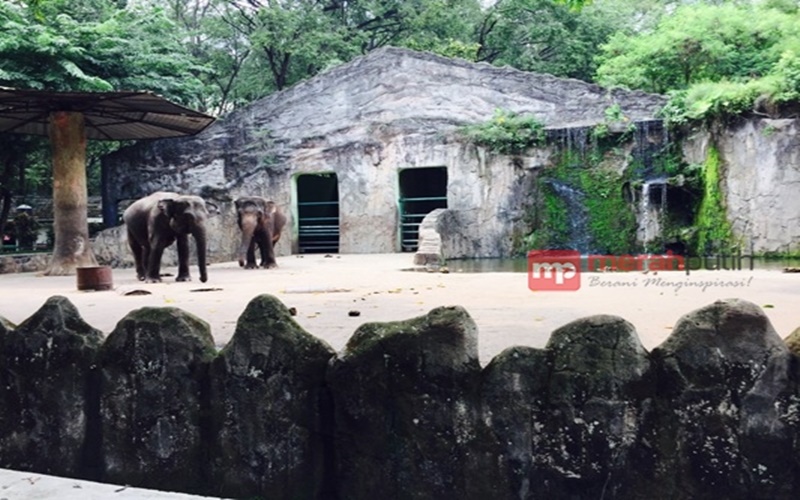 Gajah termasuk salah satu satwa koleksi Kebun Binatang Ragunan