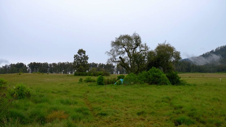 Padang Rumput Sikasur, Dominasi Hijau di Situbondo