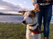 Biar Dia Enggak Bosan, Ajak Anjing Peliharaan Lakukan 6 Aktivitas Seru Ini