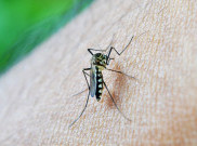 DPR Desak Pemerintah Perkuat Respons KLB Malaria di Parigi Moutong