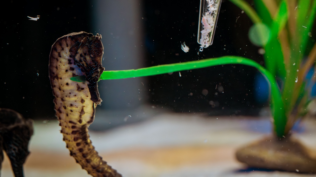 Kenal Lebih Dekat Kuda Laut, Singapore Oceanarium Luncurkan Program Baru