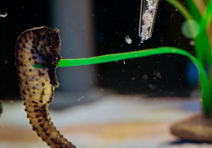 Kenal Lebih Dekat Kuda Laut, Singapore Oceanarium Luncurkan Program Baru