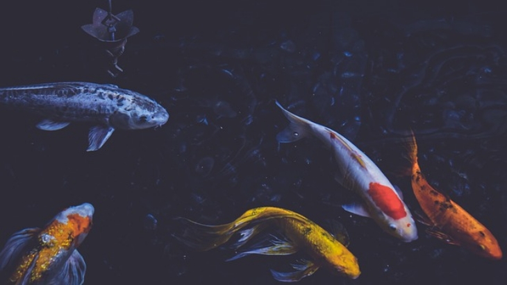 Ada beberapa hal yang harus diperhatikan saat memelihara ikan Koi. (Foto: Pixabay/StockSnap)