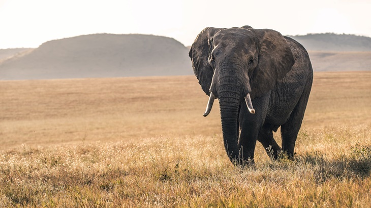 gajah