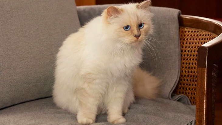 Choupette, Kucing Karl Lagerfeld Diundang ke Met Gala 2023