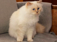 Choupette, Kucing Karl Lagerfeld Diundang ke Met Gala 2023