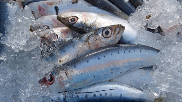 5 Manfaat Rutin Mengonsumsi Ikan untuk Kesehatan