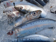 5 Manfaat Rutin Mengonsumsi Ikan untuk Kesehatan