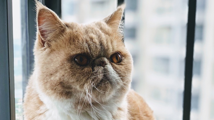 kucing