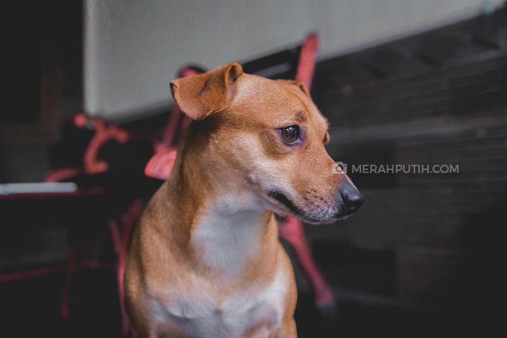 Mengapa Anjing dan Manusia Begitu Dekat?
