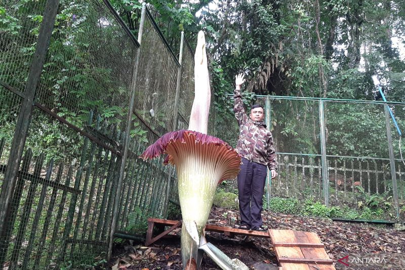 Bunga Bangkai di Kebun Raya Cibodas Mekar Sempurna Hari Ini, Tinggi Tongkol Hampir Sentuh 3 Meter!