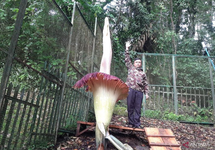Bunga Bangkai di Kebun Raya Cibodas Mekar Sempurna Hari Ini, Tinggi Tongkol Hampir Sentuh 3 Meter!