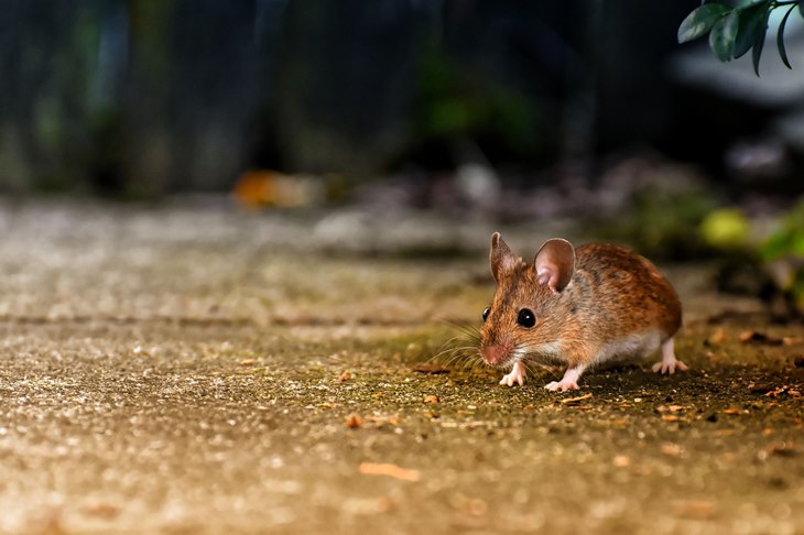 tikus