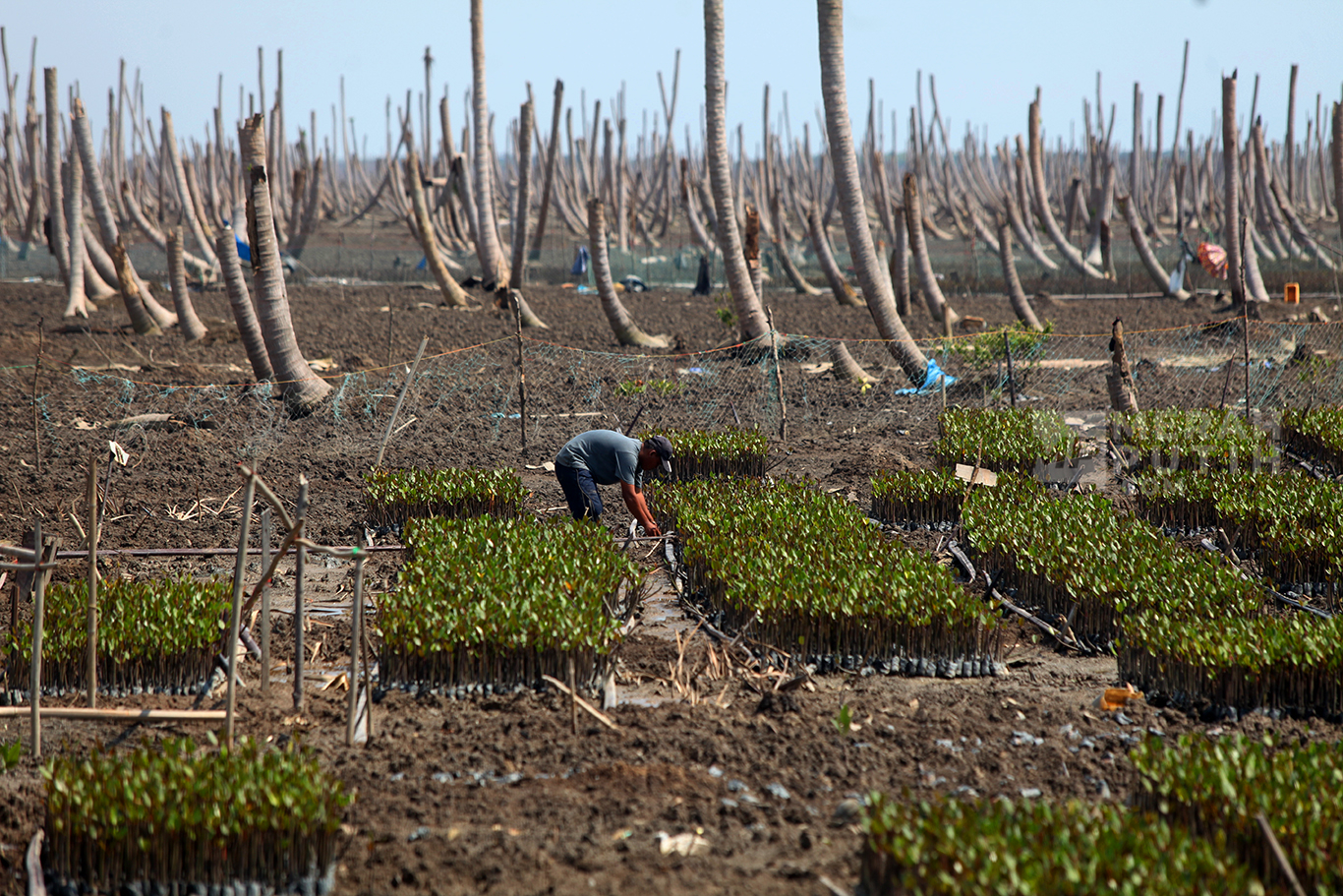 Kebun Kelapa Tergerus Abrasi, M4CR Rehabilitasi Mangrove Seluas 429 Hektar di Pesisir Kuala Selat Riau