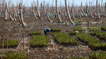 Kebun Kelapa Tergerus Abrasi, M4CR Rehabilitasi Mangrove Seluas 429 Hektar di Pesisir Kuala Selat Riau