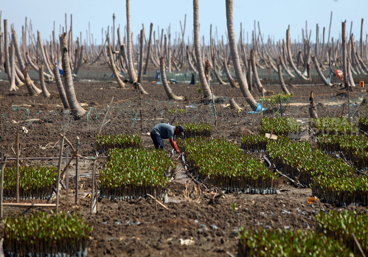 Kebun Kelapa Tergerus Abrasi, M4CR Rehabilitasi Mangrove Seluas 429 Hektar di Pesisir Kuala Selat Riau