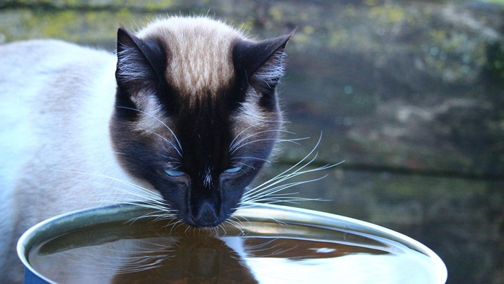 kucing