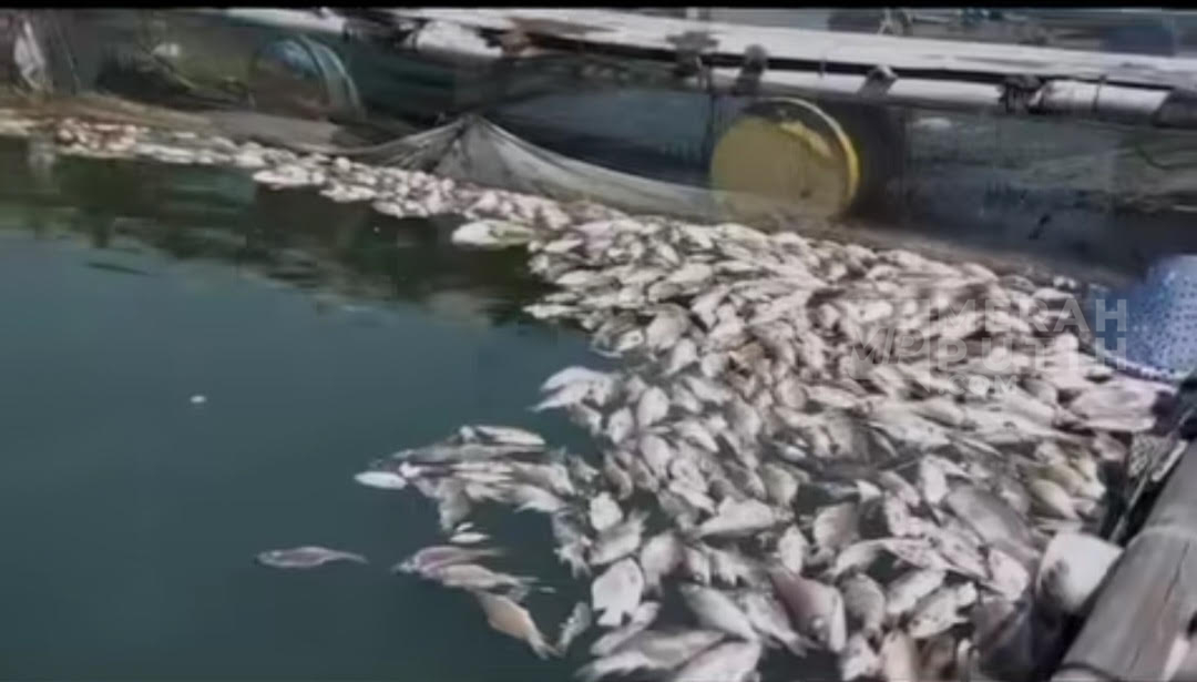 Berton-ton Ikan Keramba Mati Mendadak di Waduk Kedung Ombo, Nelayan Rugi Ratusan Juta