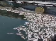 Berton-ton Ikan Keramba Mati Mendadak di Waduk Kedung Ombo, Nelayan Rugi Ratusan Juta