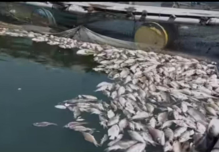 Berton-ton Ikan Keramba Mati Mendadak di Waduk Kedung Ombo, Nelayan Rugi Ratusan Juta