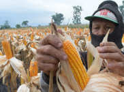 Kemendag Keluarkan Izin Impor Jagung 171.660 Ton 
