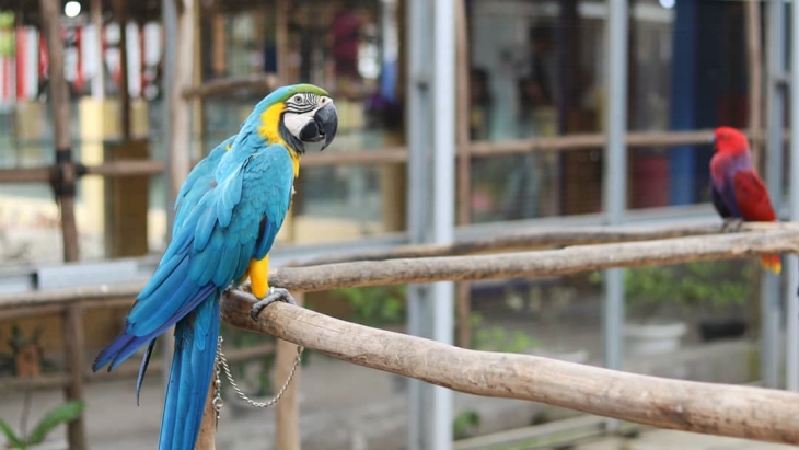 Bermain dengan Burung Jinak di Palembang Bird Park