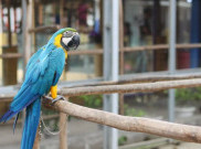 Bermain dengan Burung Jinak di Palembang Bird Park