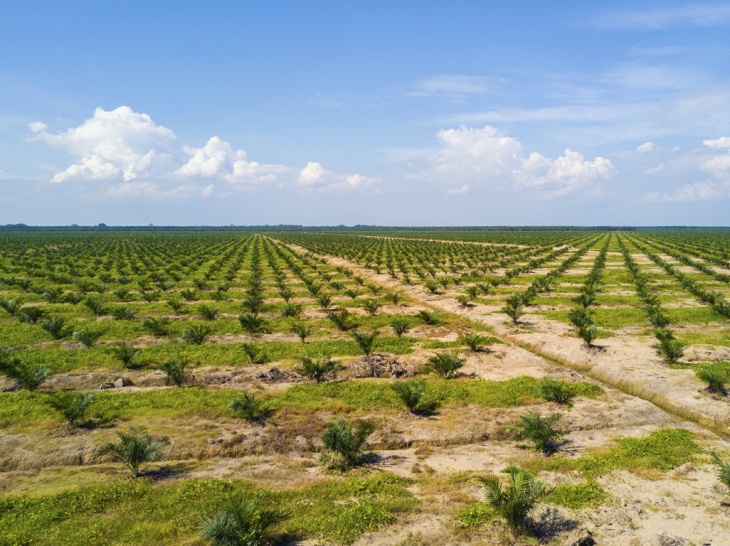 Minyak Sawit Sintestis Solusi Alternatif Penyelamat Hutan