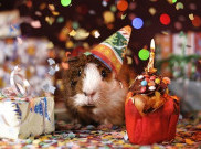 Tertarik dengan Guinea Pig? Begini Cara Merawatnya