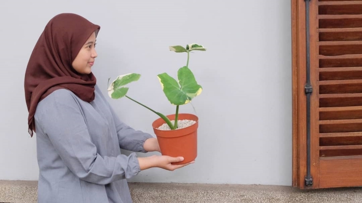 Ternyata Tanaman Hias Ini Ampuh Obati Kanker Otak