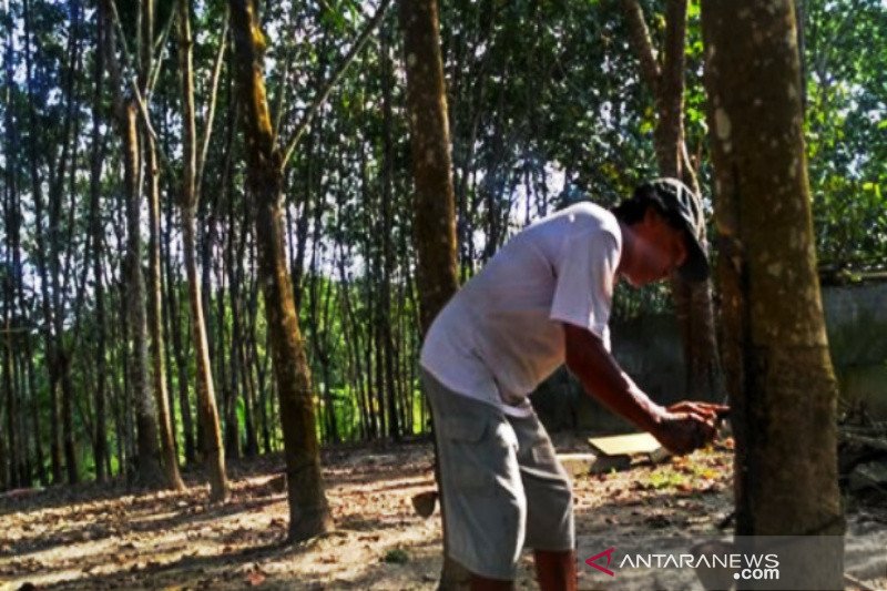 pohon karet