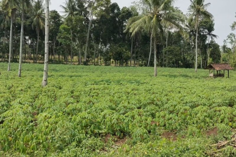 Produksi Singkong Masih Belum Cukup Buat Energi