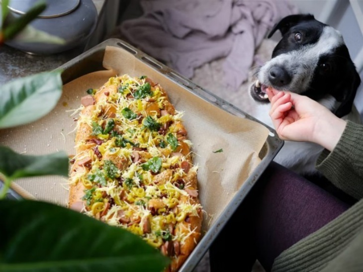 Apakah Anjing Bisa Menjadi Vegan?