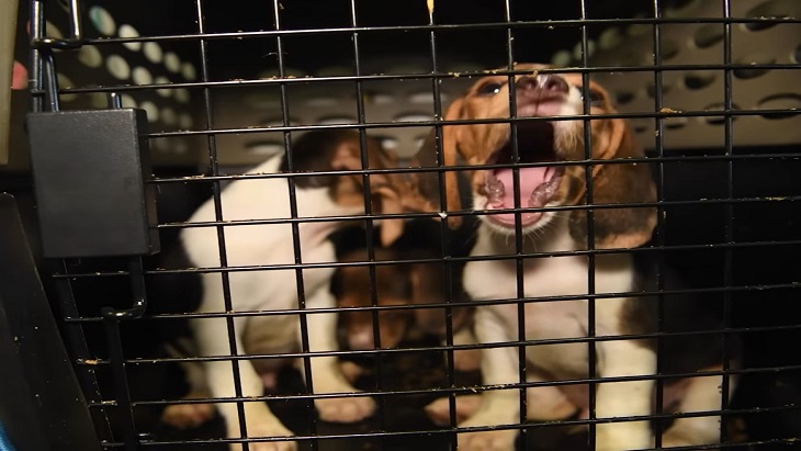 Ribuan Anjing Beagles Diselamatkan dari Pelanggaran Eksperimen