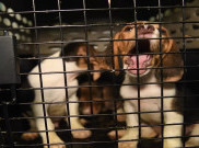 Ribuan Anjing Beagles Diselamatkan dari Pelanggaran Eksperimen 