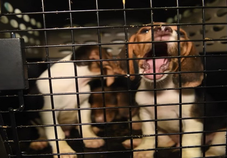 Ribuan Anjing Beagles Diselamatkan dari Pelanggaran Eksperimen 