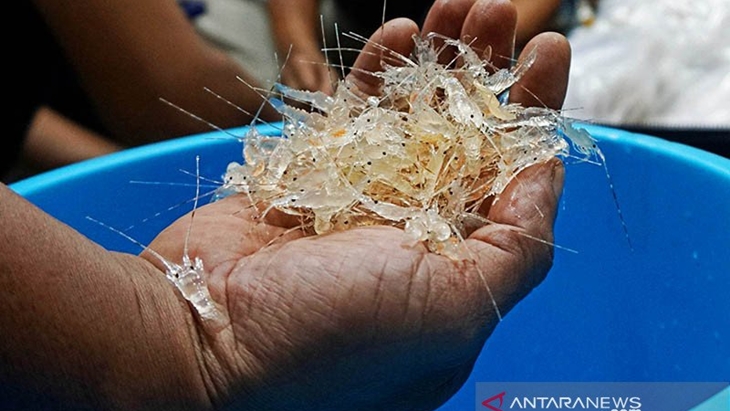 KPK Indikasikan Edhy Prabowo Bayar Sewa Apartemen Putri Elok Pakai Duit Benur