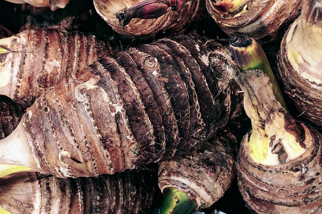 Selain umbinya daun talas juga bisa dikonsumsi (Foto: Pixabay/pisauikan)