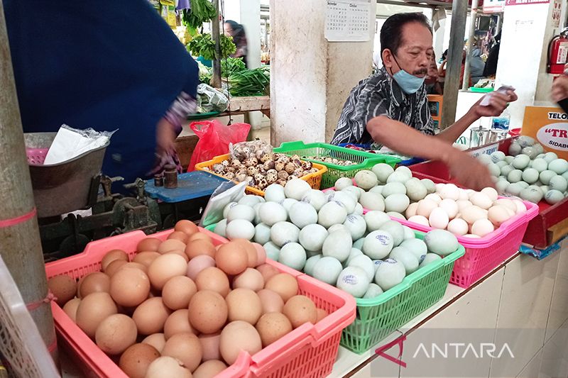 Harga Telur Ayam Tembus Rp 65 Ribu