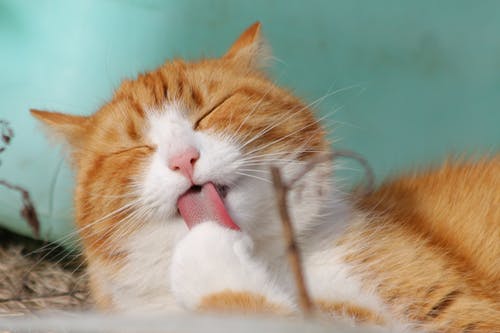 10 Alasan Mengapa Kucing Adalah Hewan Peliharaan Terbaik