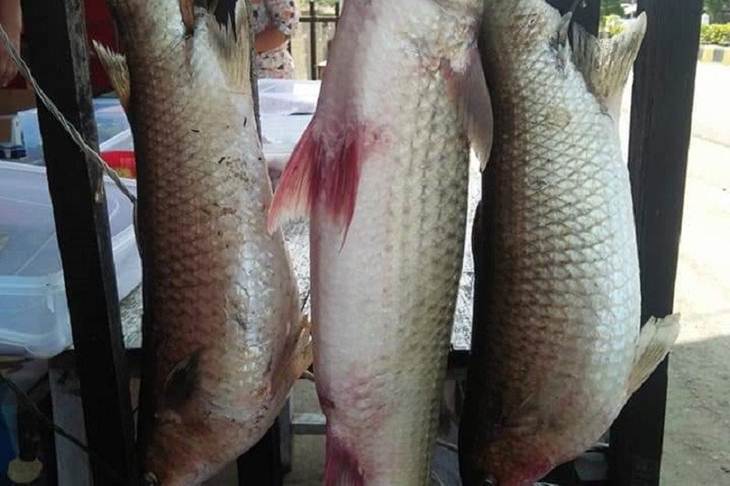 Ikan Mikih Endemik Sungai Mukomuko Terancam Punah