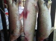 Ikan Mikih Endemik Sungai Mukomuko Terancam Punah